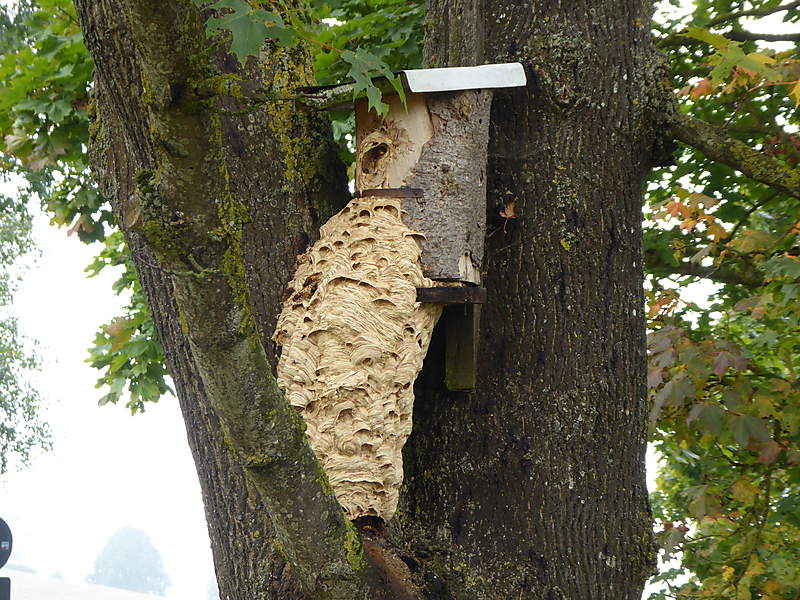 Zaugäste sind auch schon da   (Foto: © WZ)