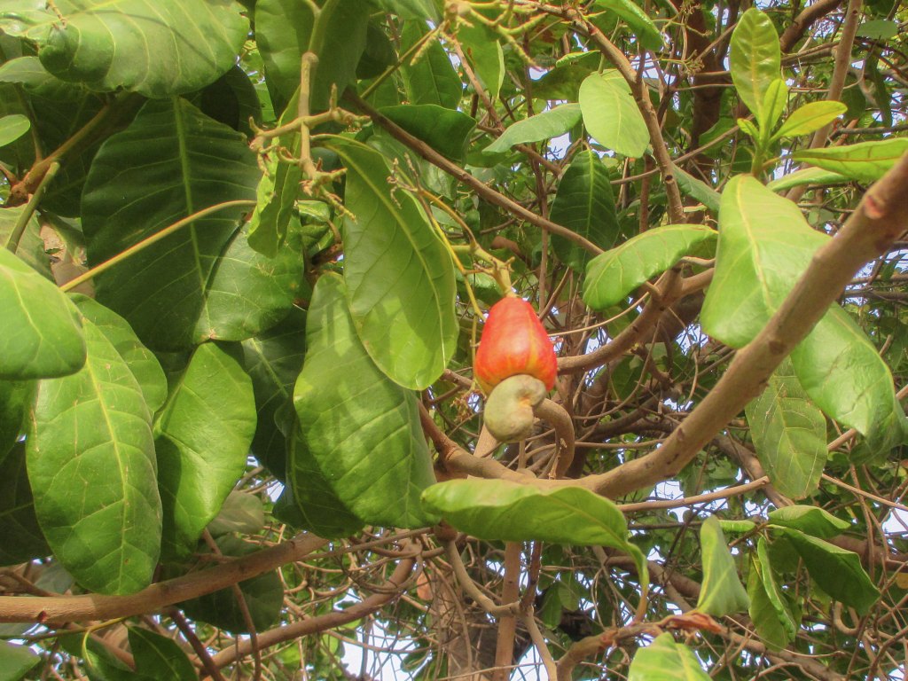 13_Senegal M. Thiams Cashews.jpg