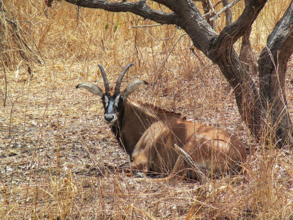 15_Senegal Fathala Antilope.jpg