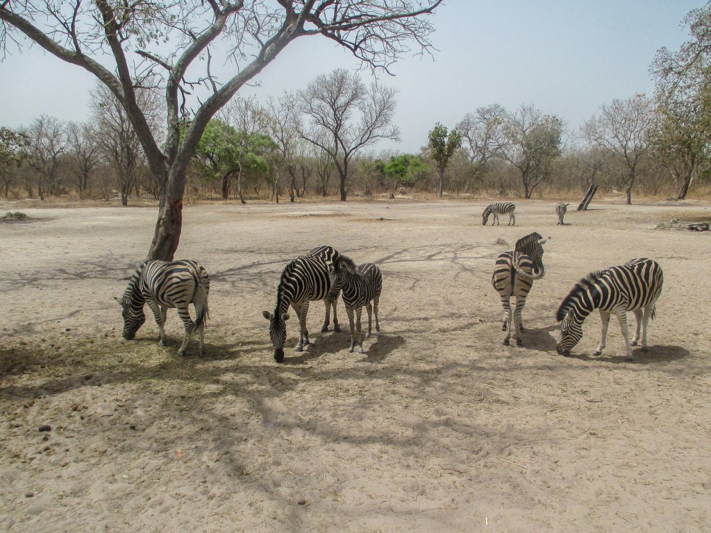 16_Senegal Fathala Zebras.jpg