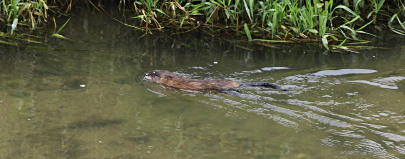 Bisamratte im Wasser